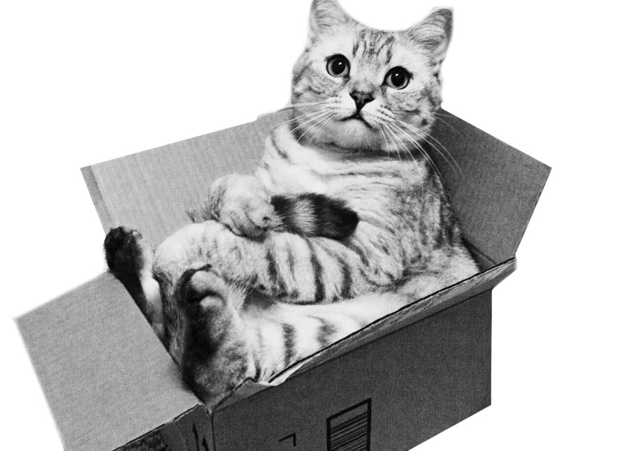 katzenkarton